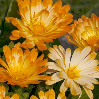 Picture of Calendula - Oopsy Daisy